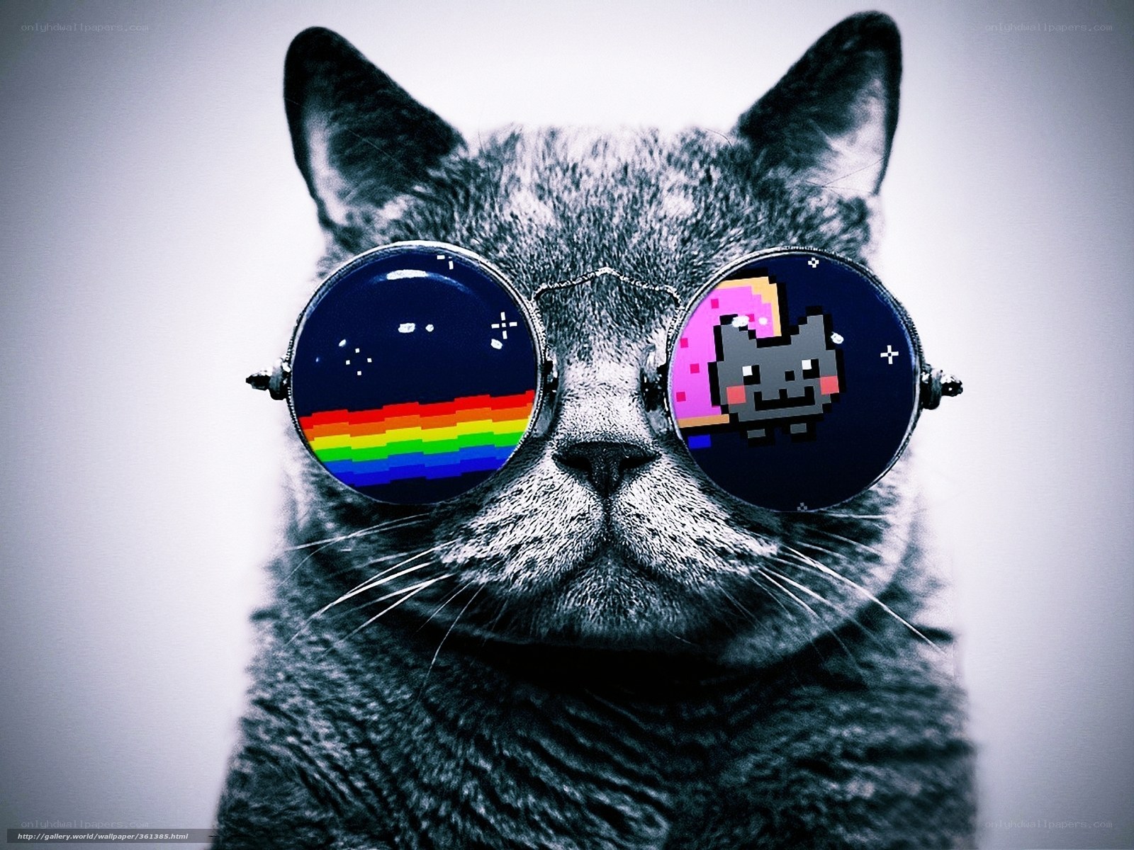 cat wearing pixel art sunglasses