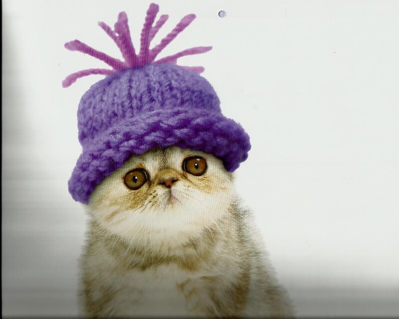 Cat Wearing Purple Hat — Calm