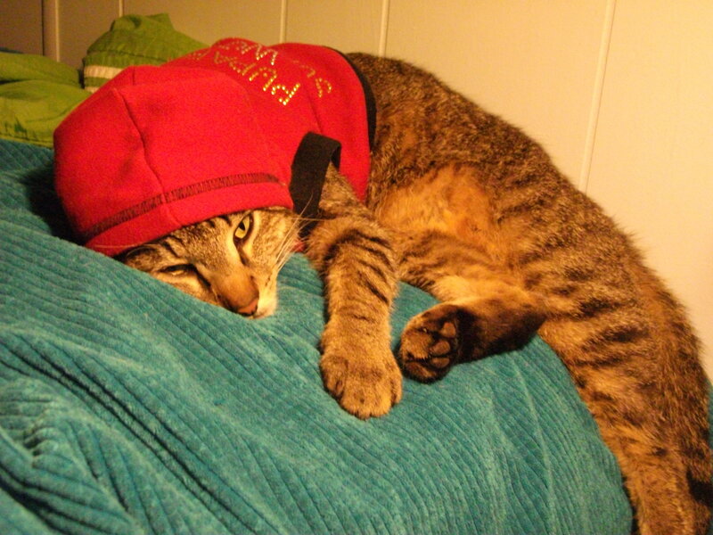 cat wearing red hat