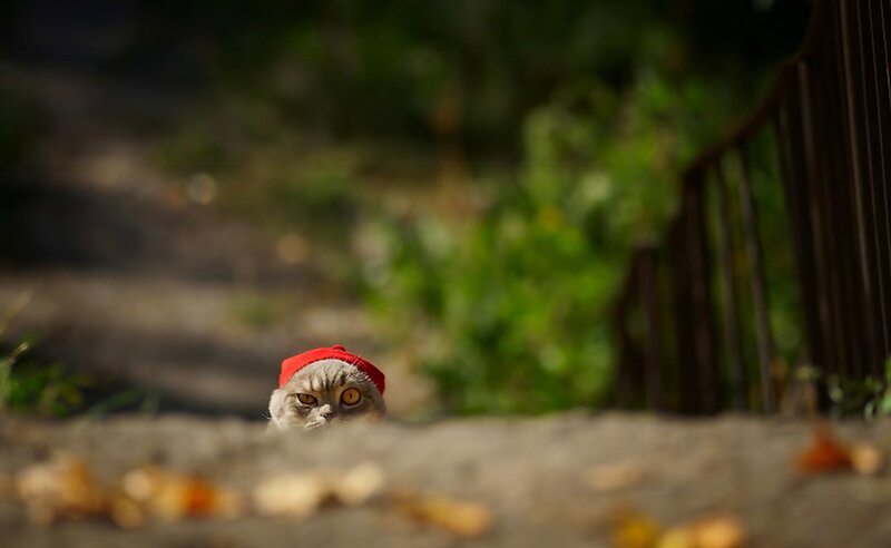 Cat Wearing Red Hat — Gray, Curious