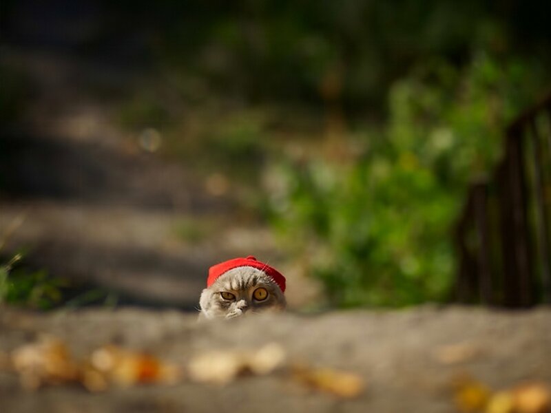 Cat Wearing Red Hat — Gray, Playful