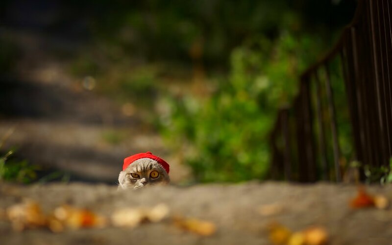 Cat Wearing Red Hat — Gray