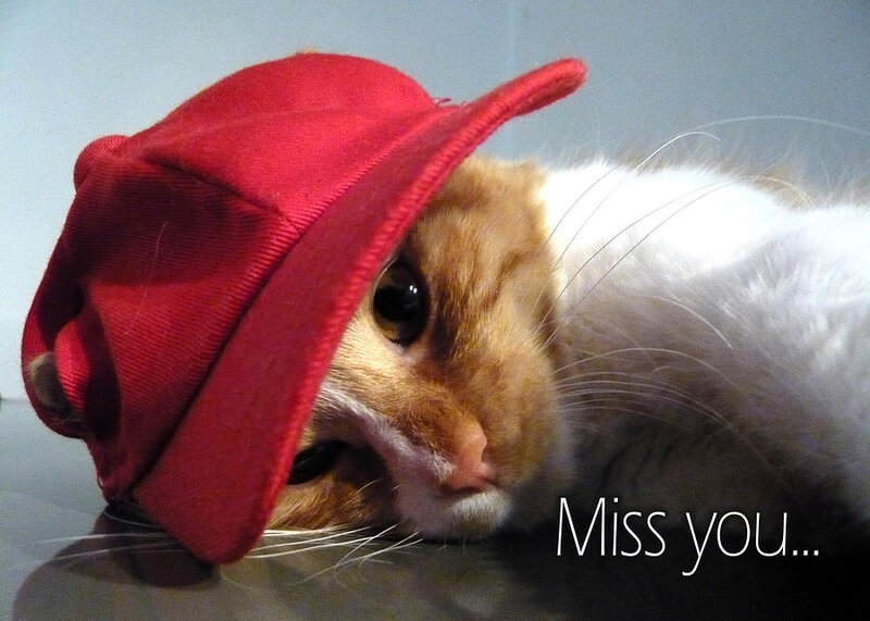 Cat Wearing Red Hat — Melancholic
