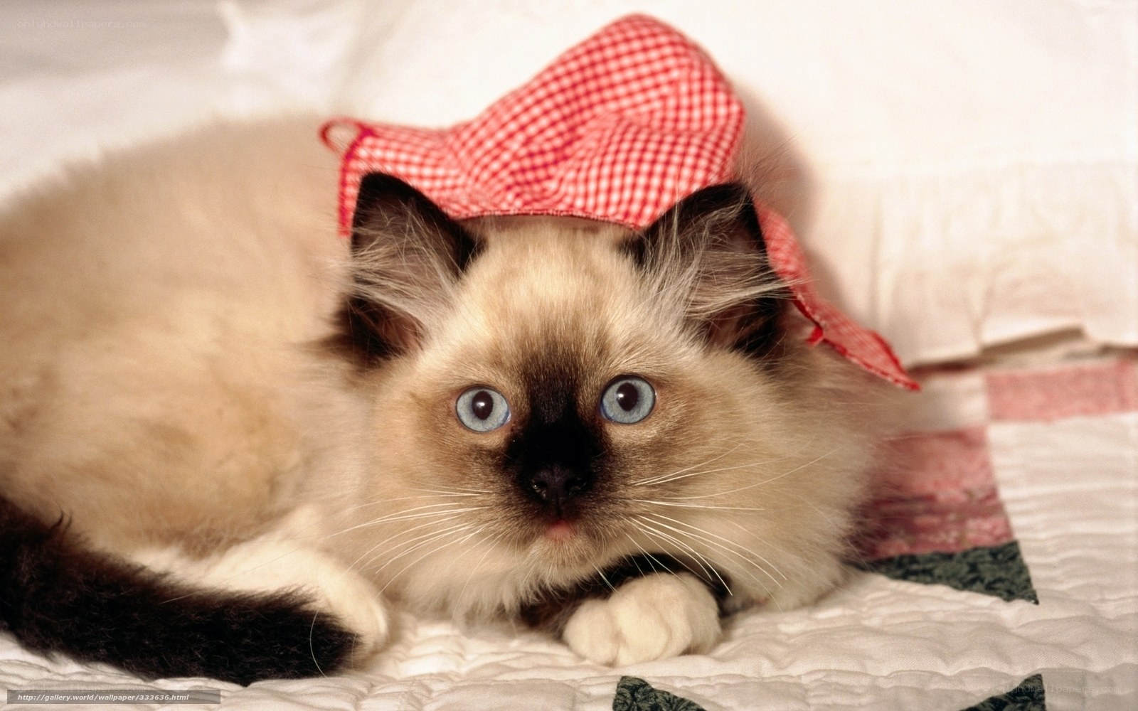 cat wearing red hat