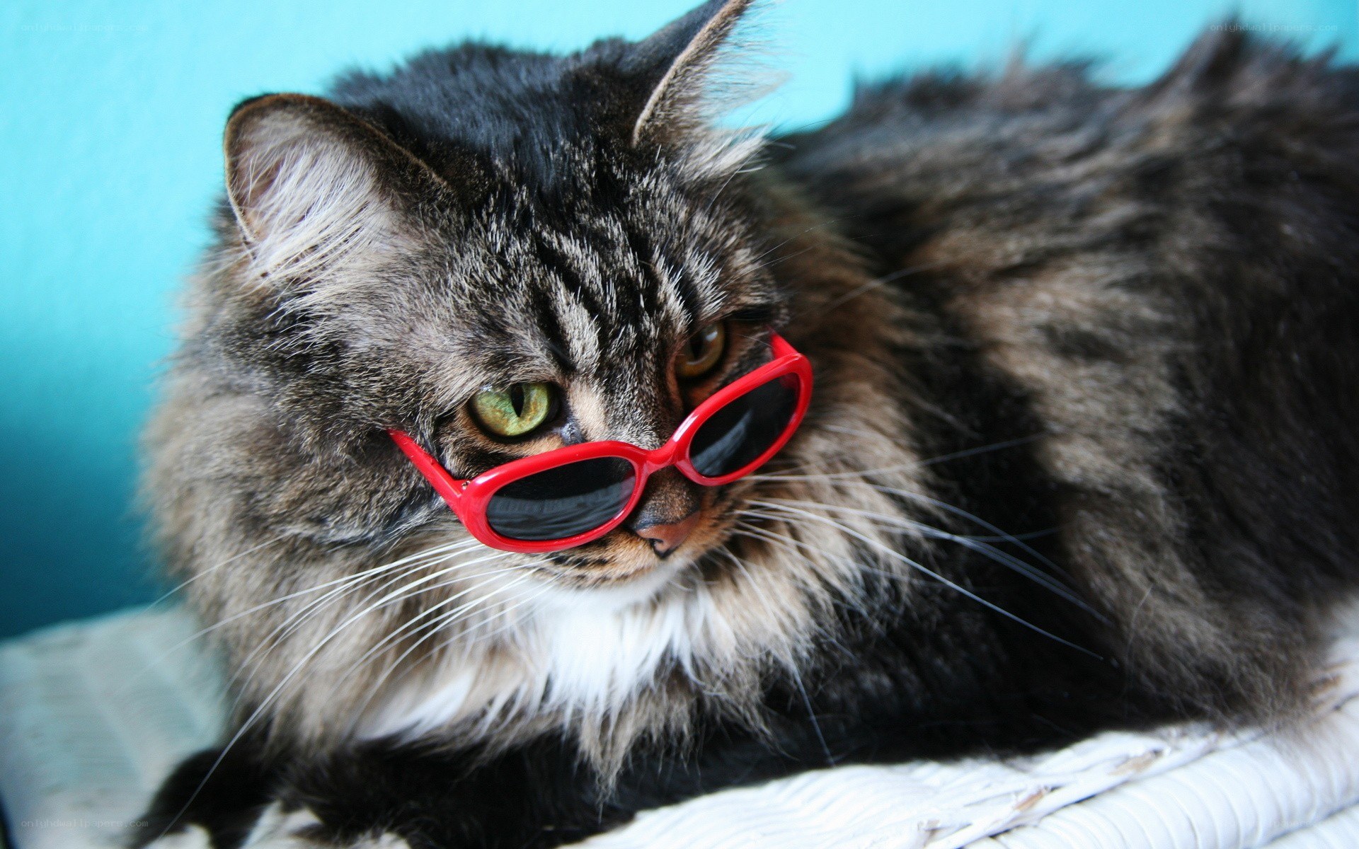 cat wearing red sunglasses