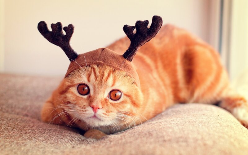 cat wearing reindeer antlers