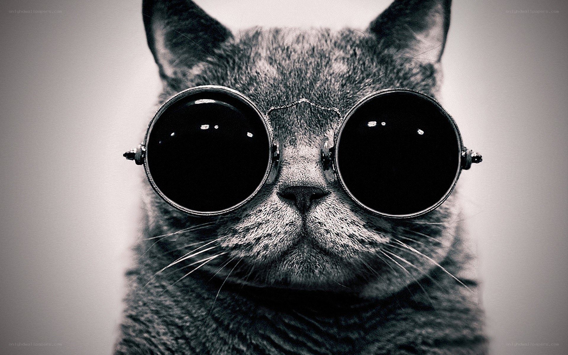 cat wearing round sunglasses