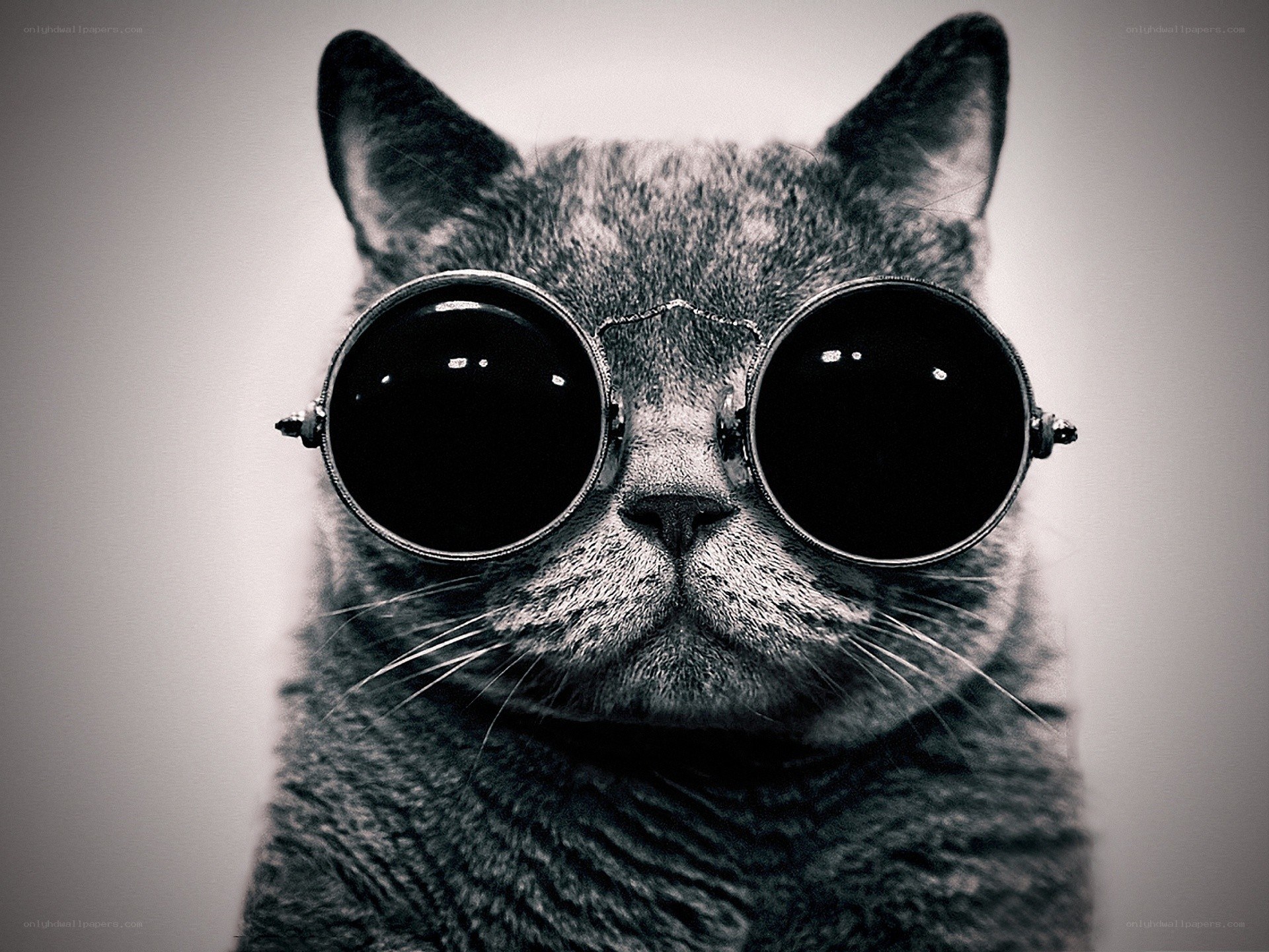 cat wearing round sunglasses