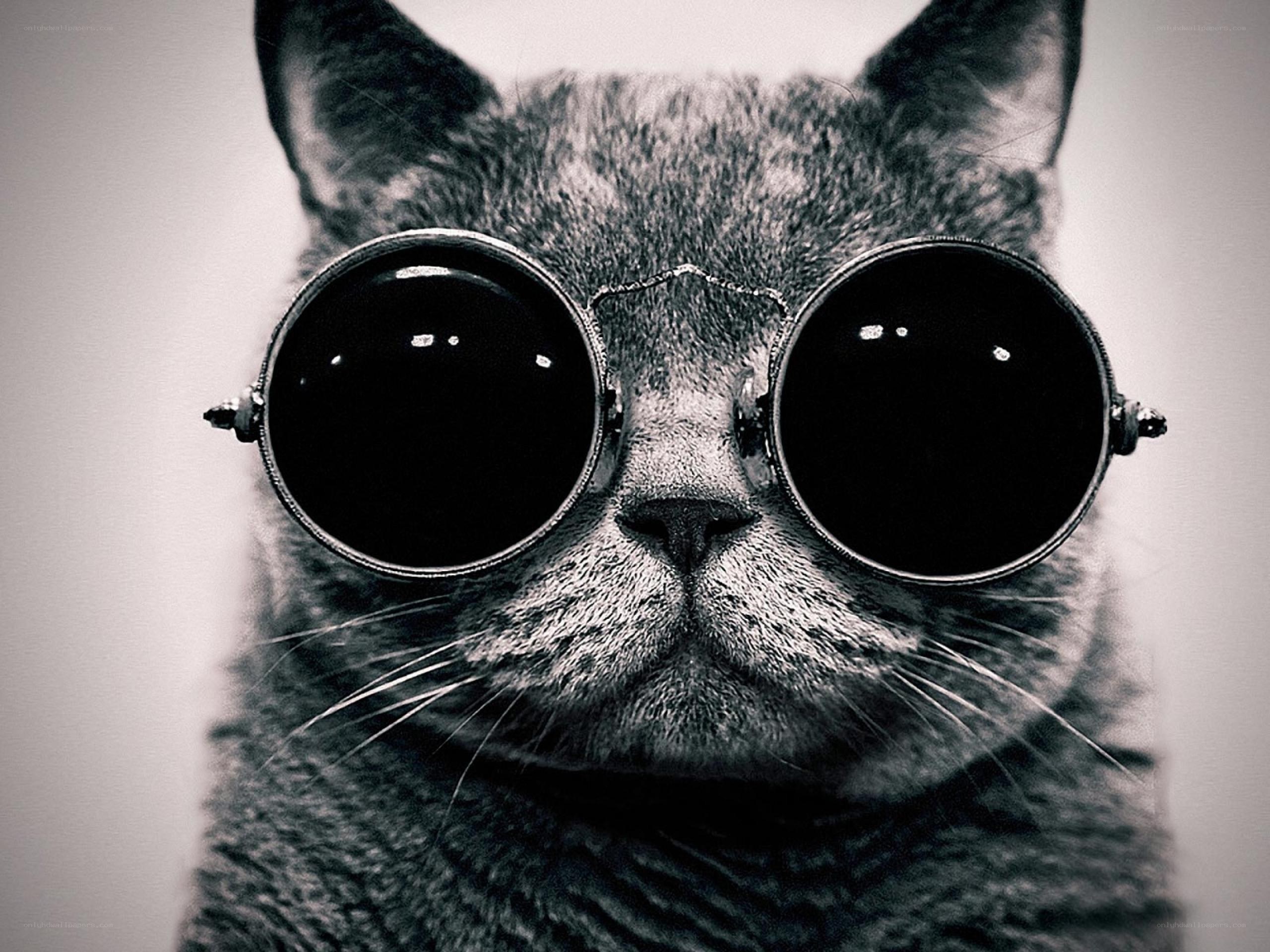cat wearing round sunglasses