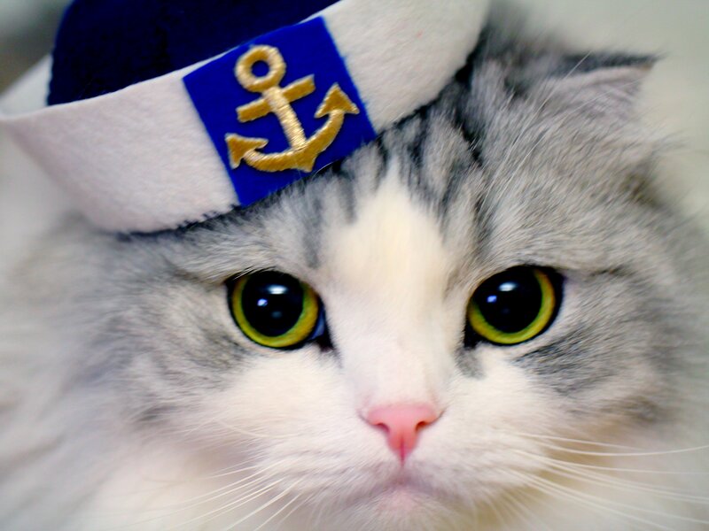 Cat Wearing Sailor Hat