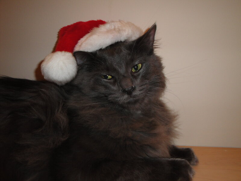 cat wearing santa hat