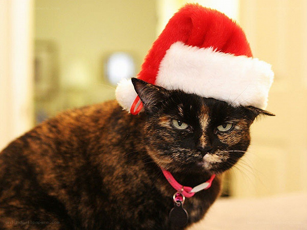 cat wearing santa hat