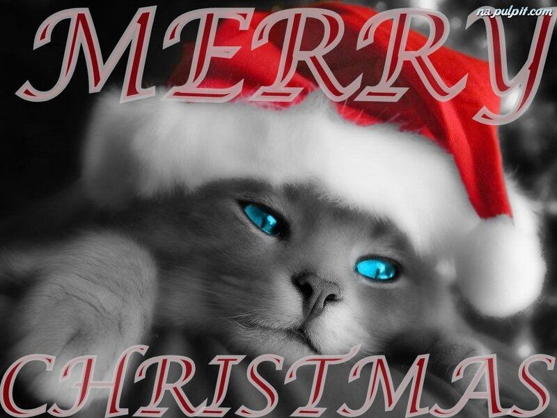 Cat Wearing Santa Hat — Black, Festive