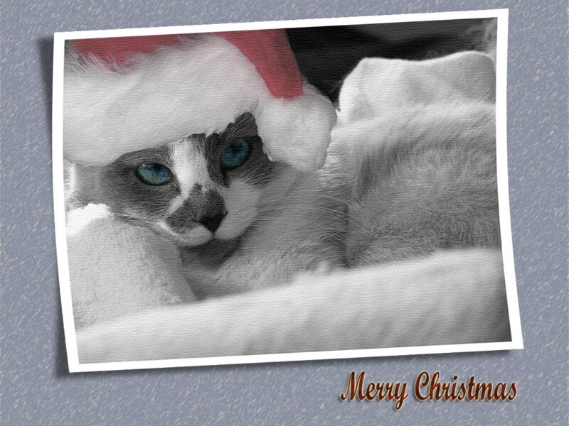 Cat Wearing Santa Hat — Black