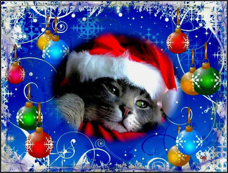 Cat Wearing Santa Hat — Blue