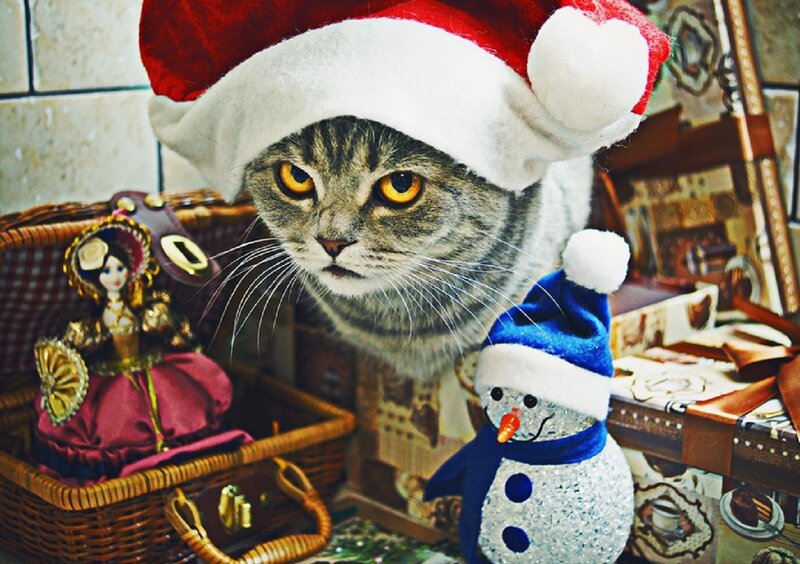 Cat Wearing Santa Hat — Gray