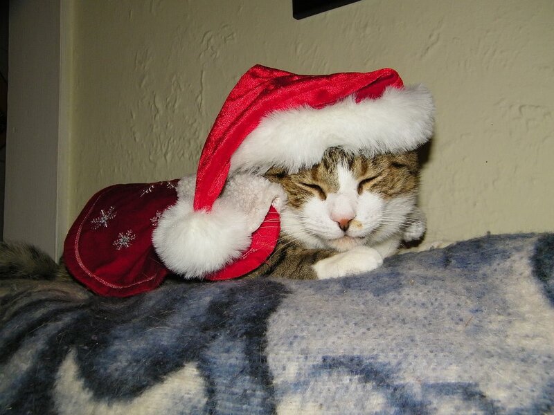Cat Wearing Santa Hat — Red, Calm