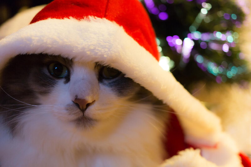Cat Wearing Santa Hat — Red, Festive, Night