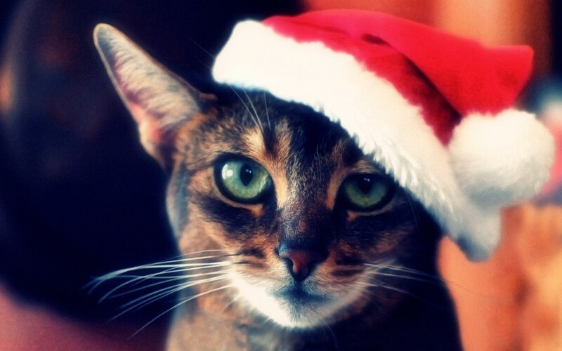 Cat Wearing Santa Hat — Red, Festive, Photograph