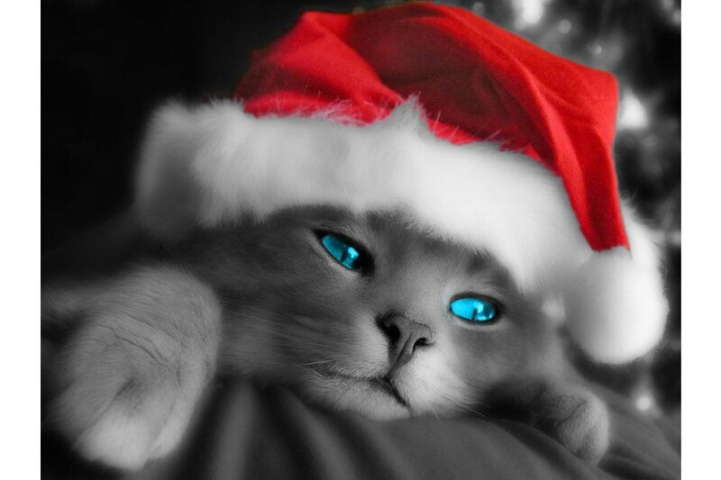 Cat Wearing Santa Hat — Red, Festive