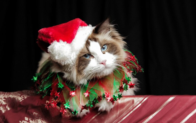 Cat Wearing Santa Hat — Red, Festive, Winter, Photograph
