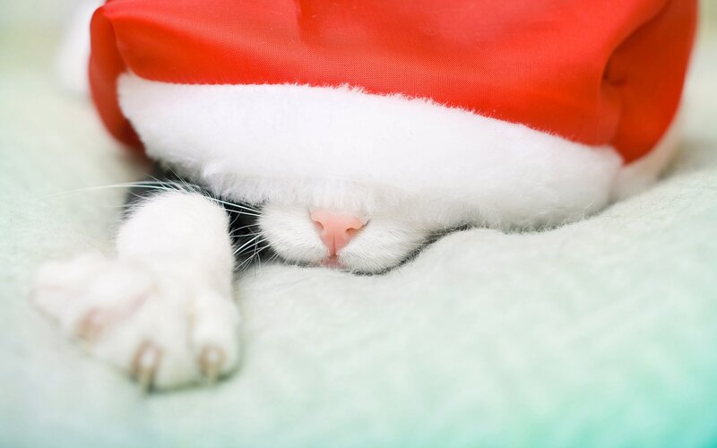 Cat Wearing Santa Hat — Red, Peaceful