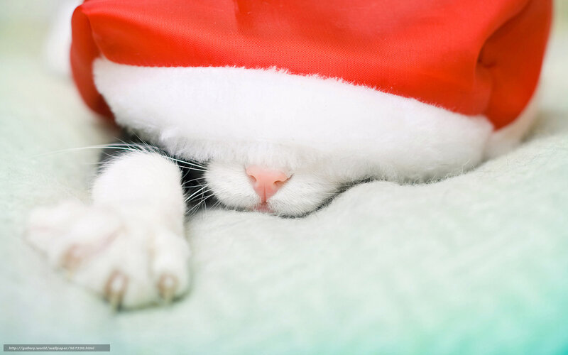 Cat Wearing Santa Hat — Red, Peaceful, Winter