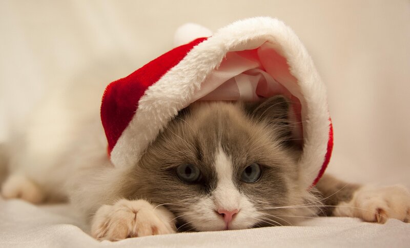Cat Wearing Santa Hat — White, Calm