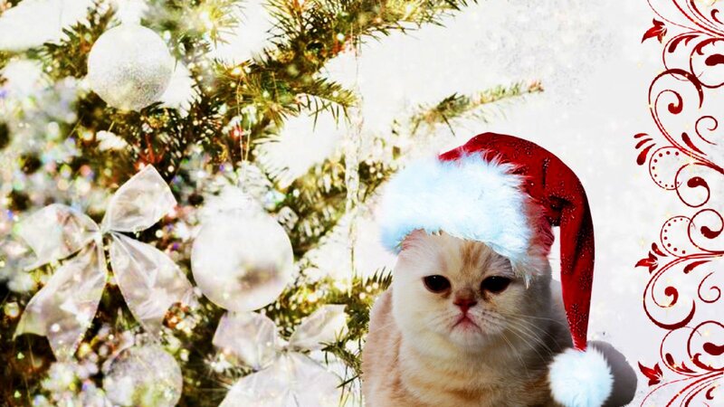 Cat Wearing Santa Hat — White, Festive, Winter
