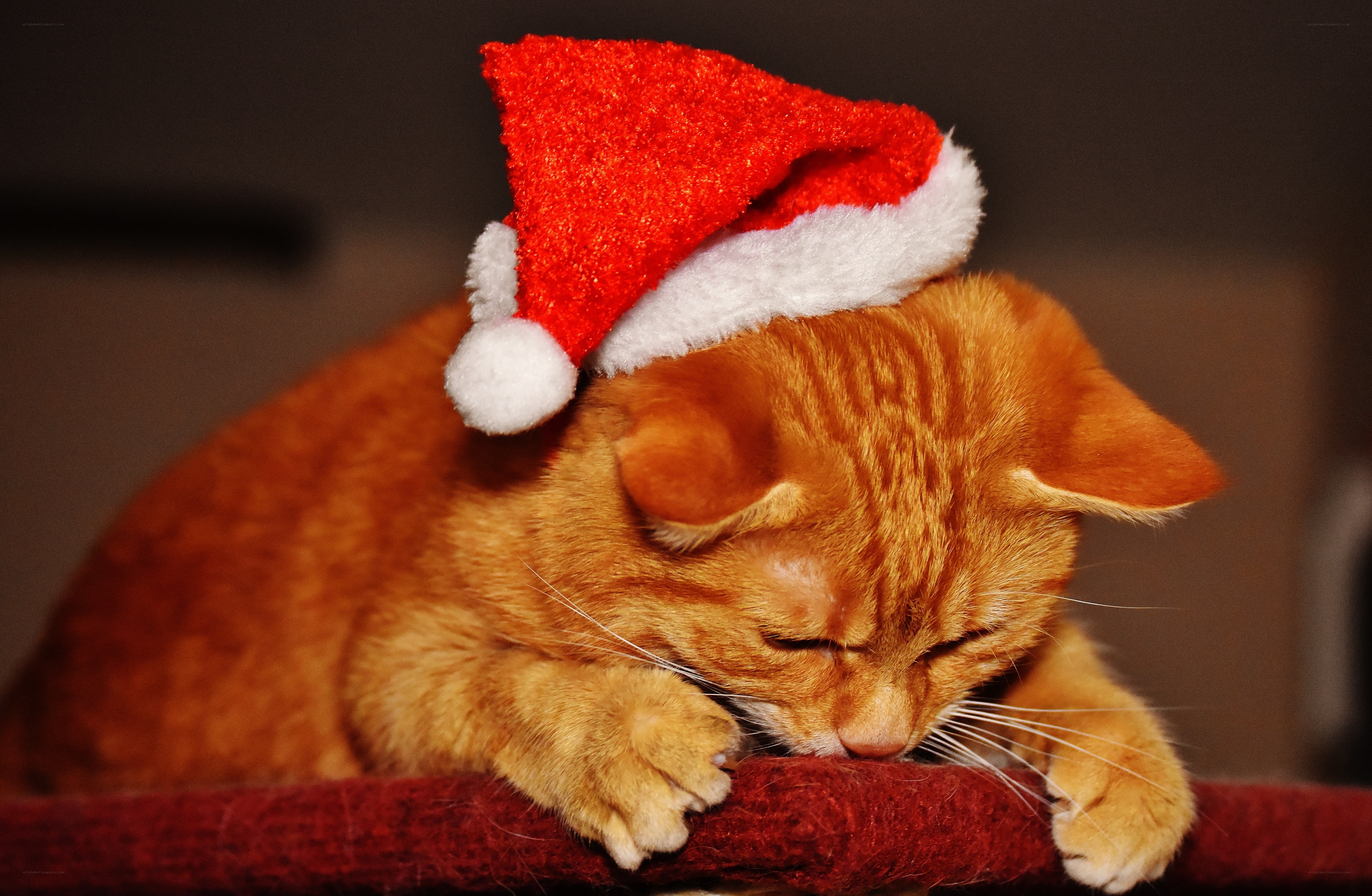 cat wearing santa hat