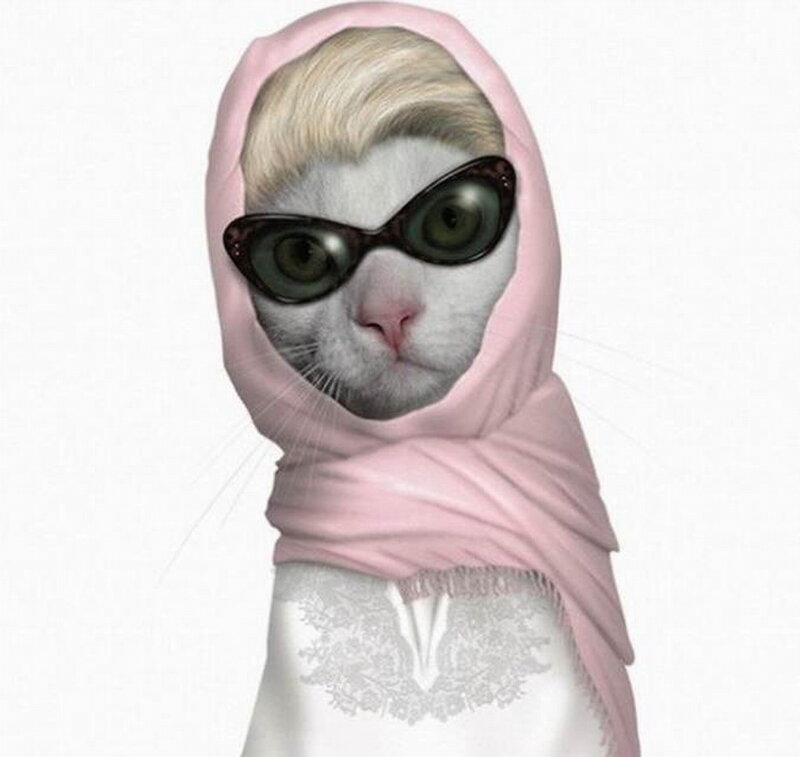 Cat Wearing Scarf and Glasses