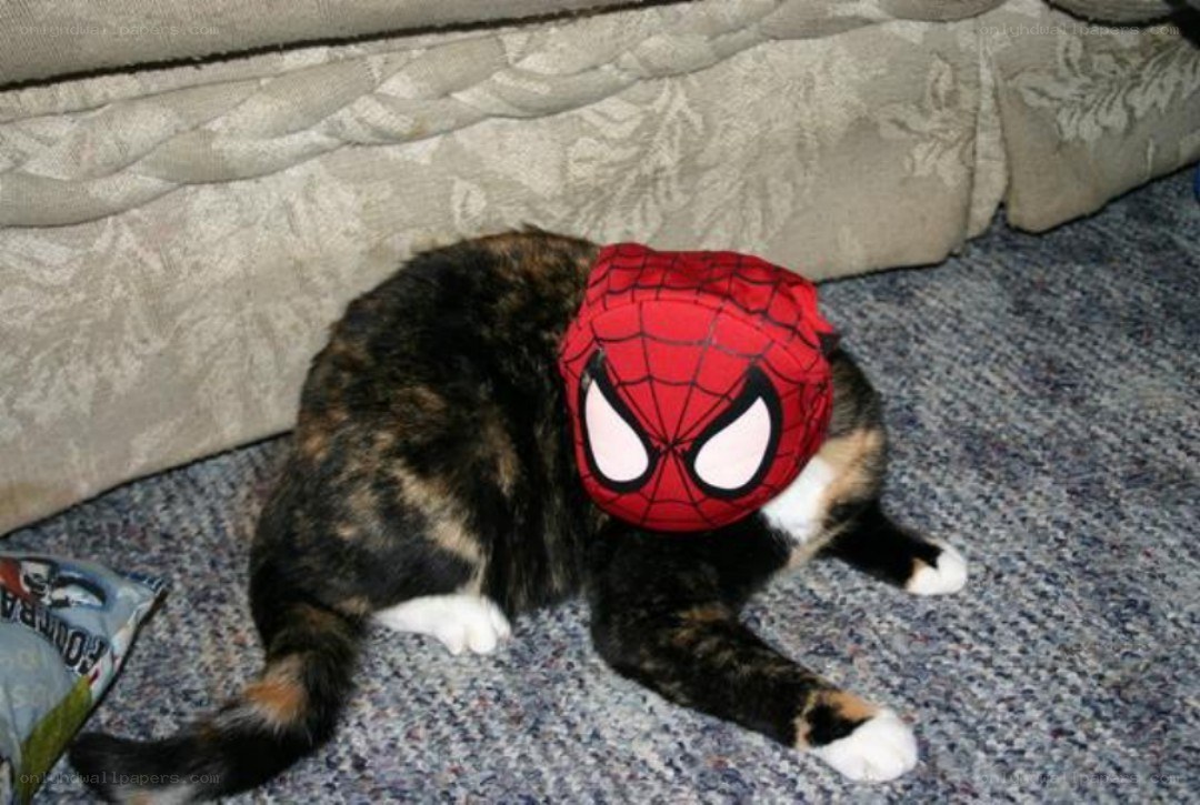 cat wearing spider-man mask