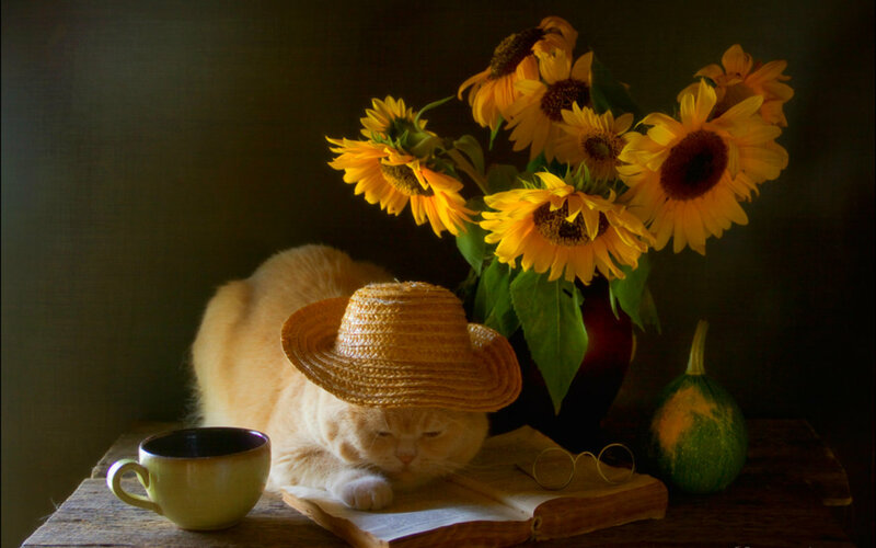 Cat Wearing Straw Hat