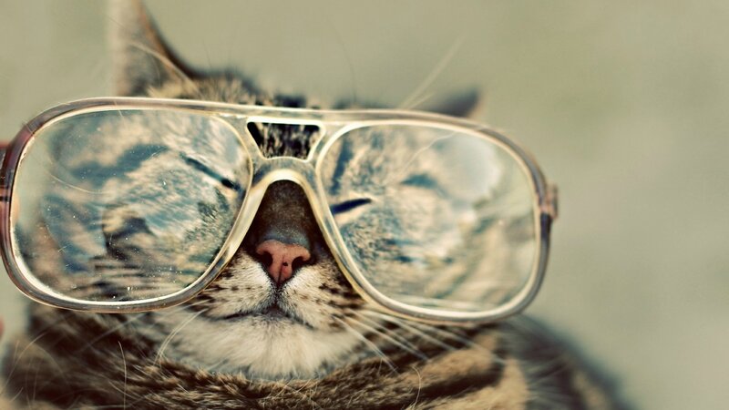 cat wearing sunglasses
