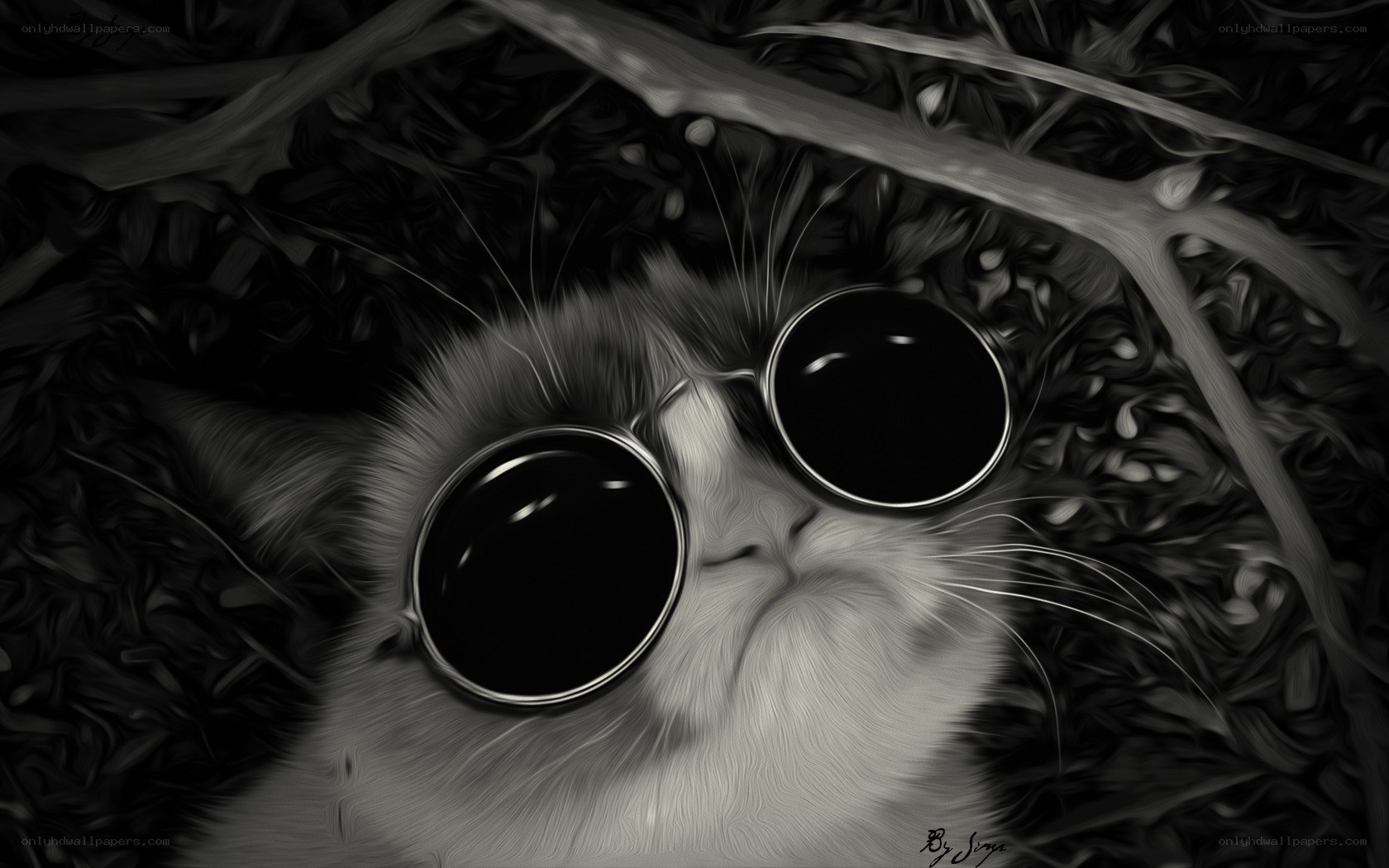 cat wearing sunglasses