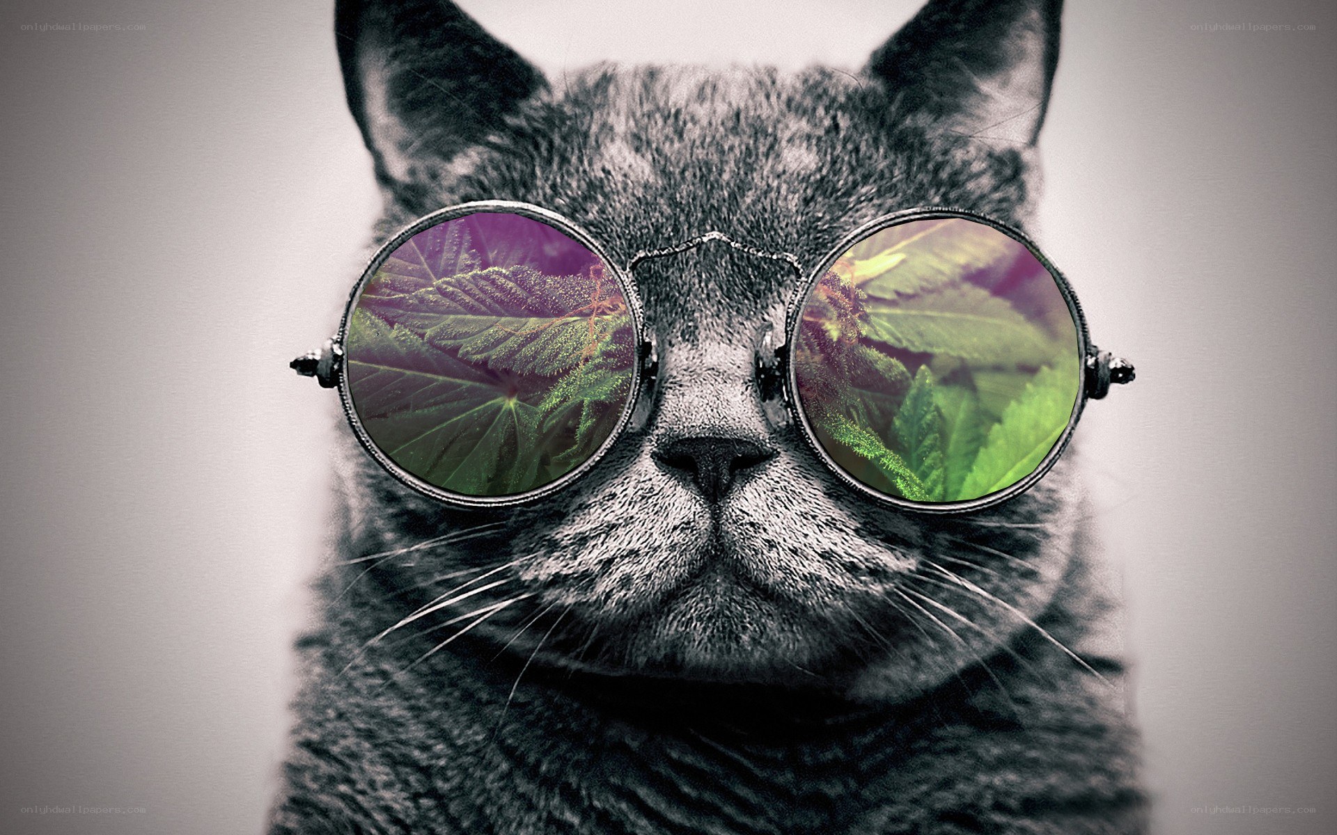 cat wearing sunglasses