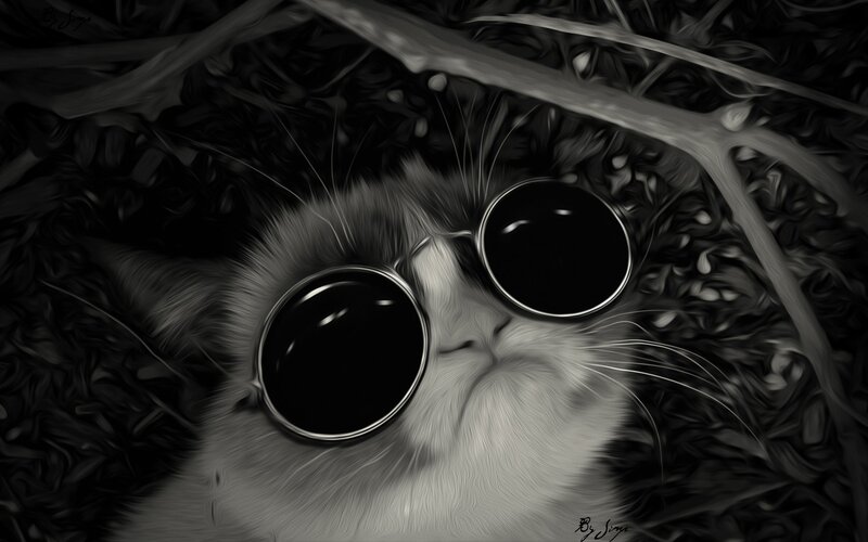 Cat Wearing Sunglasses — Black, Calm