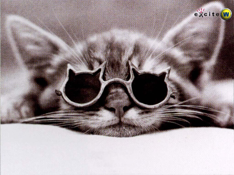 Cat Wearing Sunglasses — Black