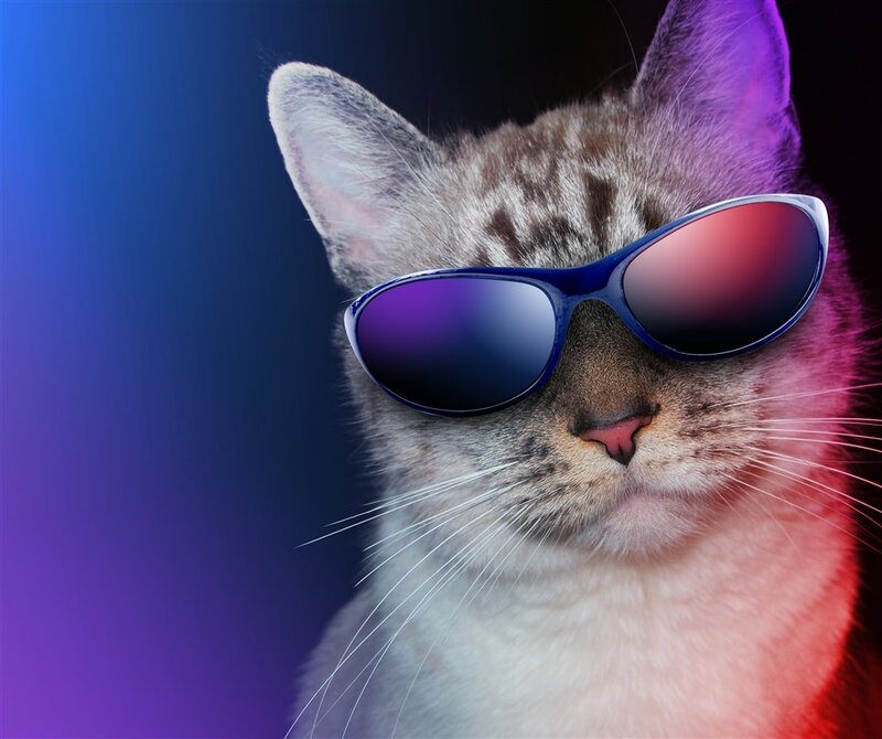 Cat Wearing Sunglasses — Blue