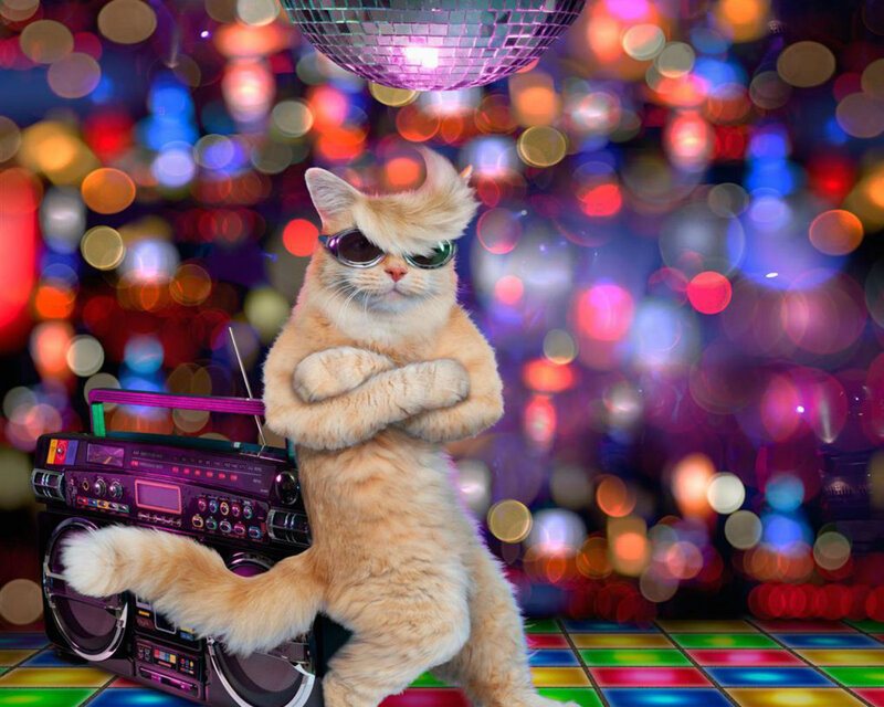 Cat Wearing Sunglasses — Orange, Funky
