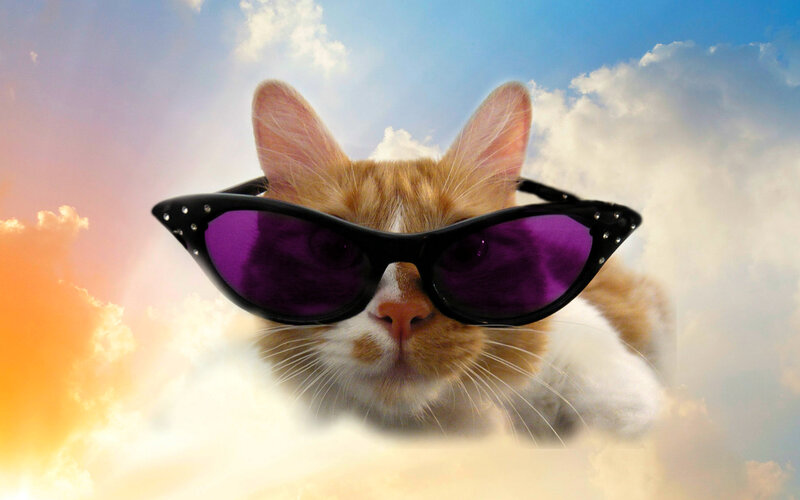 Cat Wearing Sunglasses — Orange