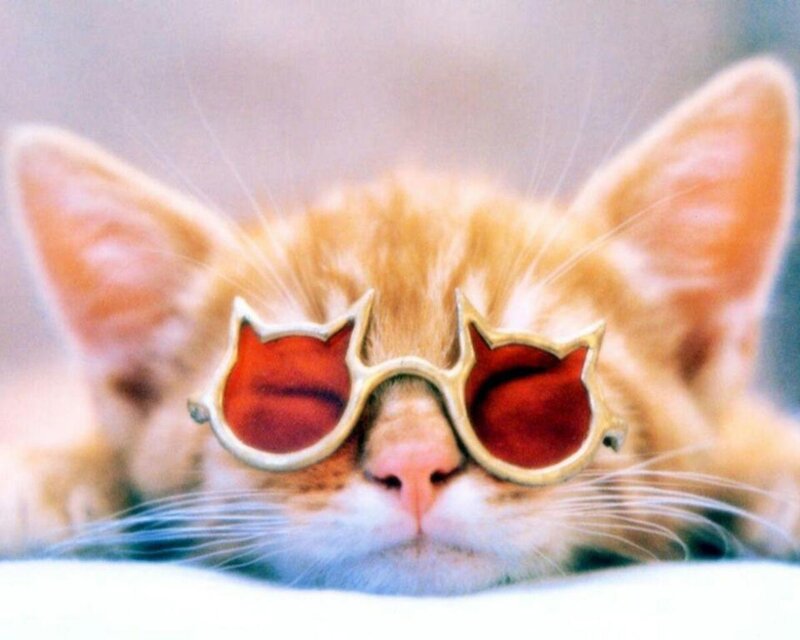 cat wearing sunglasses