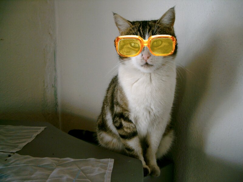 Cat Wearing Sunglasses — White