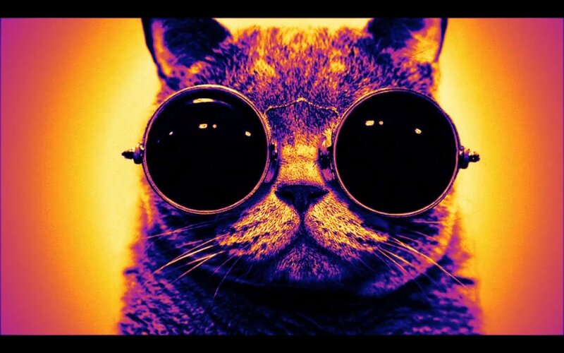 Cat Wearing Sunglasses — Yellow