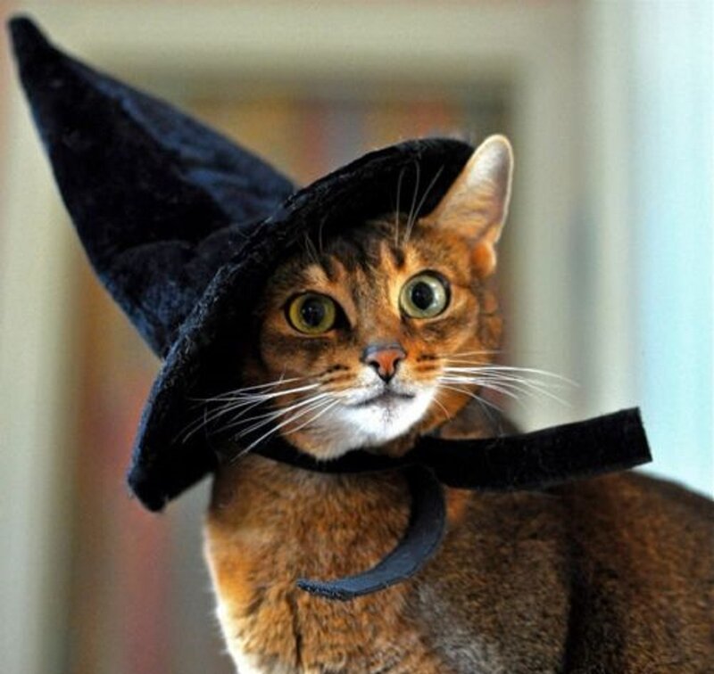 Cat Wearing Witch Hat — Brown, Playful
