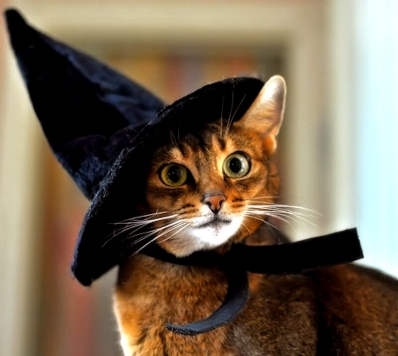 Cat Wearing Witch Hat — Brown
