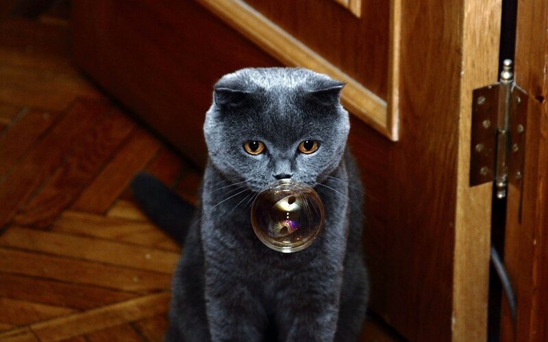 cat with a bubble