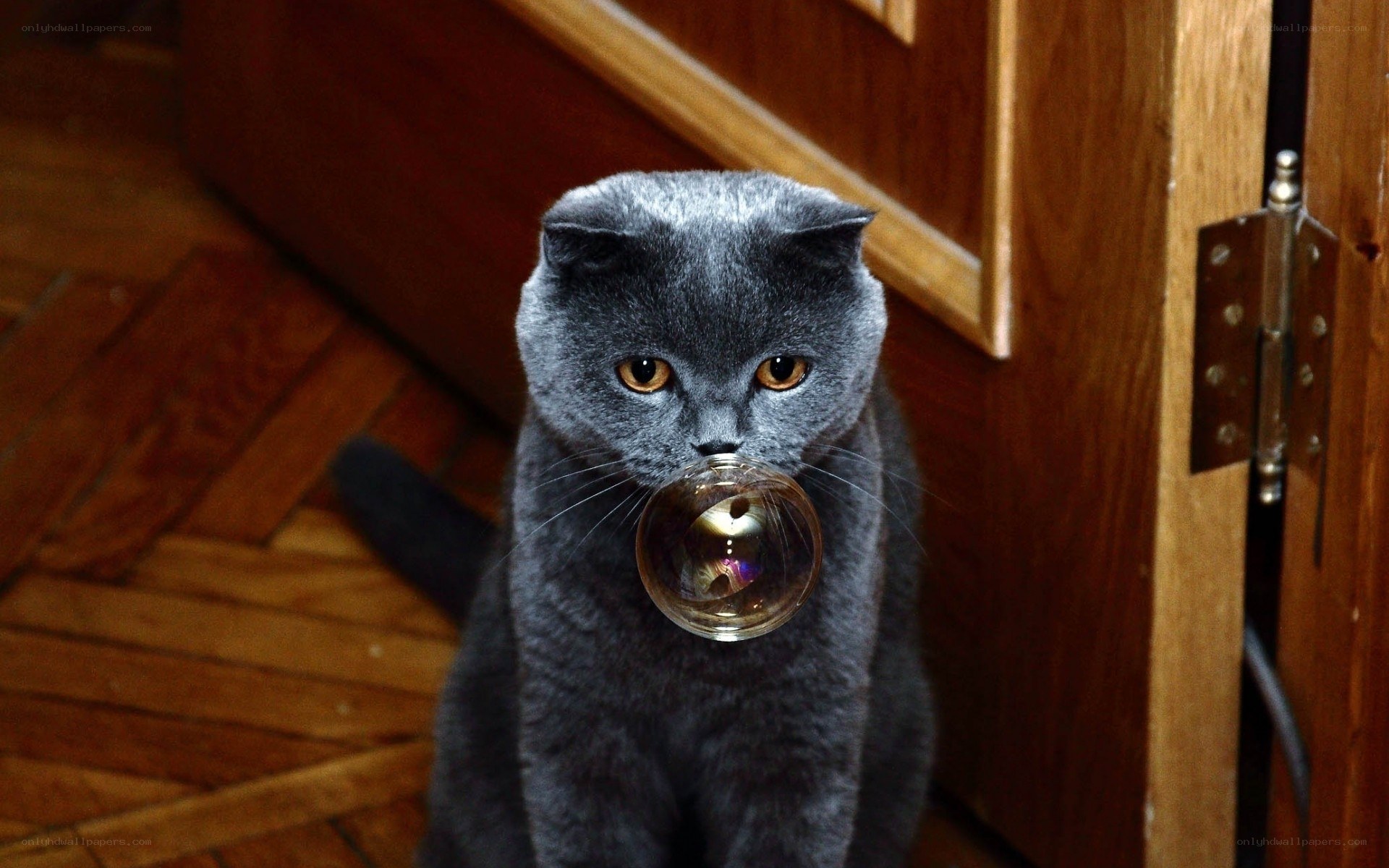 cat with a bubble