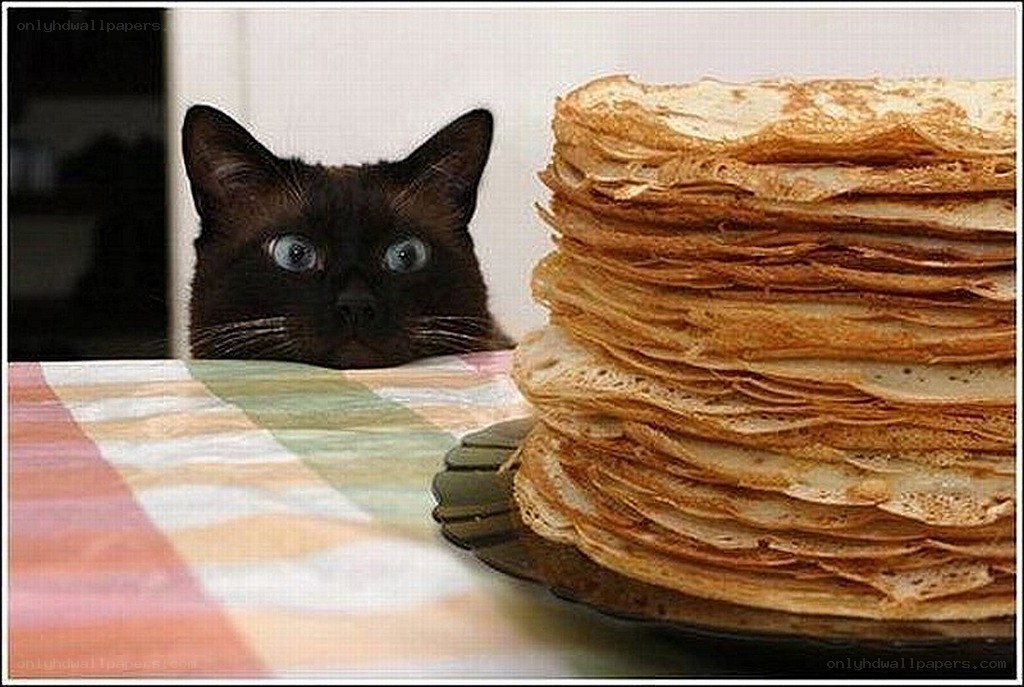 cat with a stack of pancakes