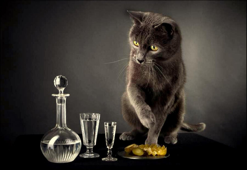 cat with alcohol and pickles